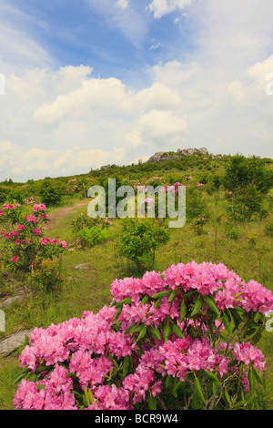 Rhododendron along Appalachian Trail Grayson Highlands State Park Virginia  Stock Photo