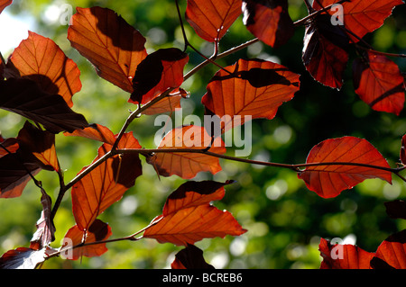 Young backlit leaves of a copper beech tree Stock Photo