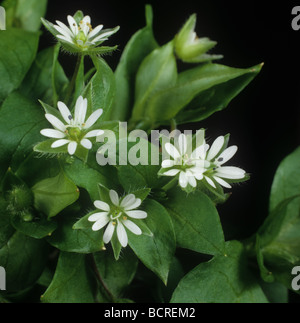 Chickweed Stellaria media flowers in close up Stock Photo