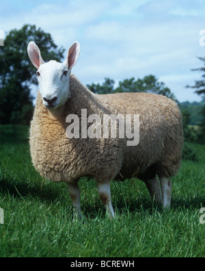 Pedigree Border Leicester ram standing in a field of good grass Herefordshire Stock Photo