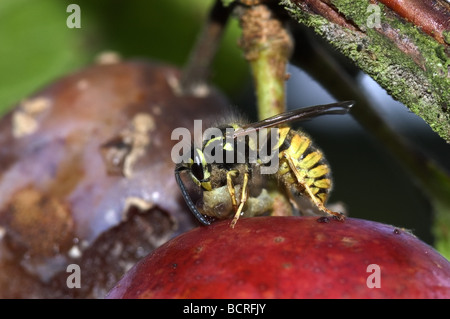 A wasp Vespula vulgaris feeding on a tortrix caterpillar Adoxophes orana on a ripe plum fruit on the tree Stock Photo