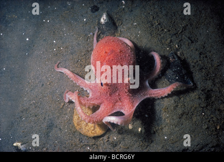 Common Atlantic Octopus Octopus vulgaris with red skin indicating anger New England USA North Atlantic Ocean Stock Photo