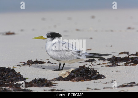 Swift (Greater Crested) Tern Sterna bergii on white sandy beach on Bird Island, Seychelles in April. Stock Photo
