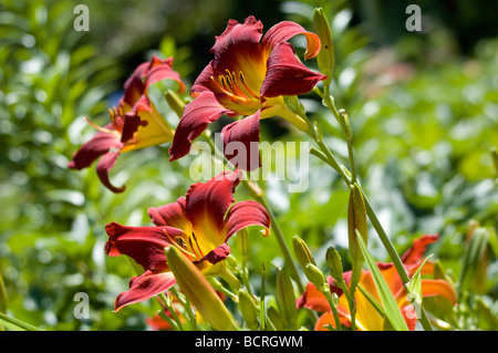 Daylilies at Sarah P. Duke Gardens, Durham, North Carolina, USA Stock Photo
