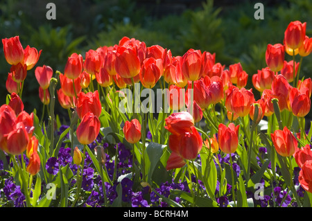 Tulips at Duke Gardens, Durham, North Carolina, USA Stock Photo