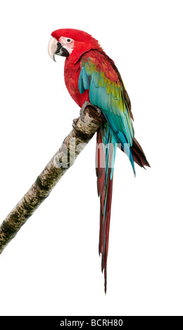 Green winged Macaw, Ara chloropterus, 18 months old, in front of a white background, studio shot Stock Photo