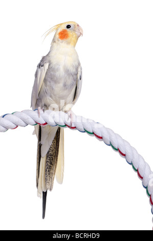 Cockatiel perching on a rope, Nymphicus hollandicus, in front of a white background, studio shot Stock Photo