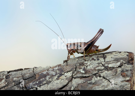 Femail Dark Bush cricket  Pholidoptera griseoaptera Stock Photo