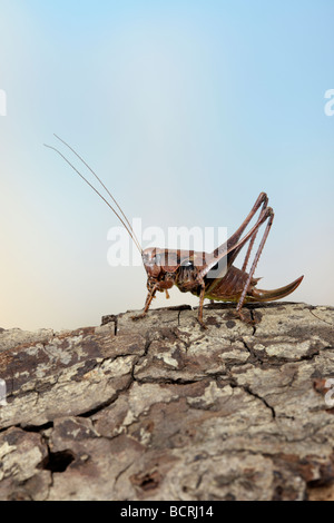 Femail Dark Bush cricket  Pholidoptera griseoaptera Stock Photo