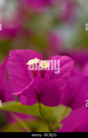 The paper flower Bougainvillea plant showing white flowers and magenta coloured (colored) bracts