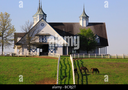 Thoroughbreds graze at Calumet Farm in Lexington Kentucky Stock Photo