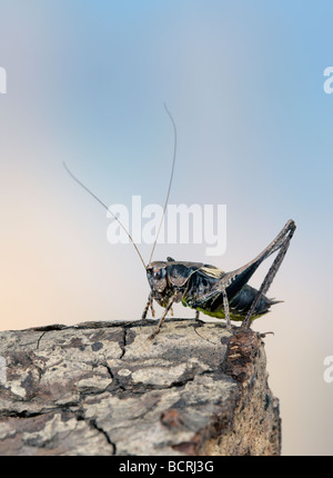 male Dark Bush cricket  Pholidoptera griseoaptera Stock Photo