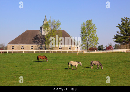 Horses graze in pasture at Donamire Farm in Lexington Kentucky Stock Photo