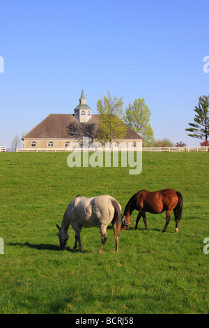 Horses graze in pasture at Donamire Farm in Lexington Kentucky Stock Photo