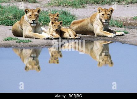 Two Lionesses and two cubs with their reflections at a pool in Serengeti National Park Tanzania East Africa Stock Photo