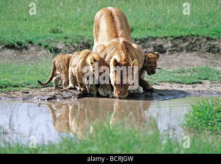 Lioness and cubs drinking in pool Serengeti National Park Tanzania East Africa Stock Photo