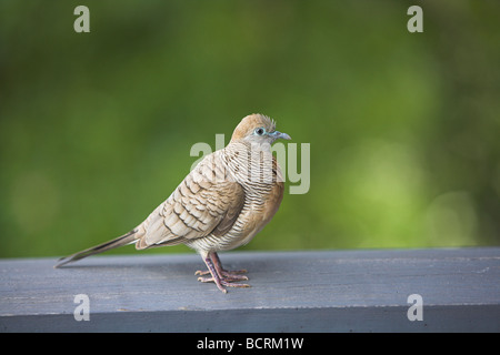 Zebra (Barred Ground) Dove Geopelia striata perched on wooden rail at the Hilton Hotel on Mahé, Seychelles in May. Stock Photo