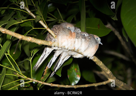 Zebra (Barred Ground) Dove Geopelia striata foursome roosting on branch at night on Mahé, Seychelles in May. Stock Photo