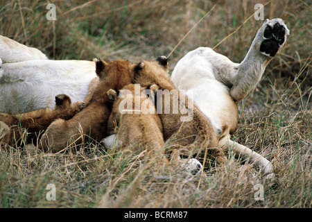 Close up of lioness suckling four small cubs Masai Mara National Reserve Kenya East Africa Stock Photo