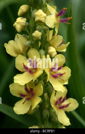 Dark Mullein Verbascum nigrum Taken At Calderstones Park, Liverpool, UK Stock Photo