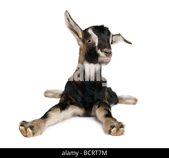 Young Goat, 3 weeks old, in front of a white background, studio shot Stock Photo