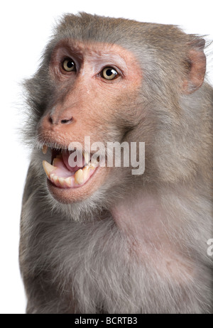 Rhesus Macaque, Macaca mulatta, in front of a white background, studio shot Stock Photo