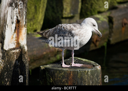 Seagull standing on water pole in Gdansk Gulf, near pier in Sopot. Stock Photo