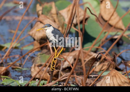 A Pied Heron (Ardea picata) at Fogg Dam Conservation Reserve, near Darwin, Northern Territory Stock Photo