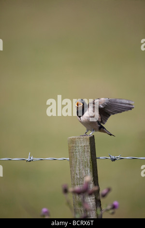 Barn Swallow ('Hirundo rustica') fledgling feeding time, perched on fence post, open beak waiting . Vertical 97130 Swallows Stock Photo