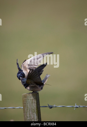 Barn Swallow ('Hirundo rustica') fledgling feeding time, Adult head in beak, perched on fence post. Vertical 97136 Swallows Stock Photo