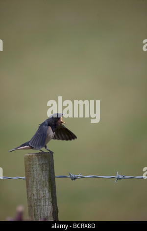 young Barn Swallow ('Hirundo rustica') fledgling feeding time, perched on fence post. Vertical  97141 Swallows Stock Photo