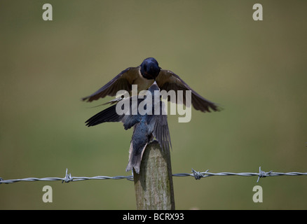 young Barn Swallow (Hirundo rustica) fledgling feeding time, Adult head in beak, perched on fence post. Horizontal 97156 Swallow Stock Photo