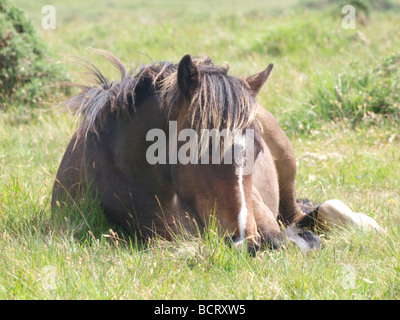 Bodmin Moor pony Stock Photo