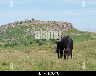 Bodmin Moor pony with the Cheesewring in the background Stock Photo