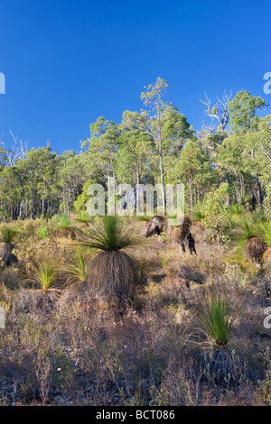 Grass Trees (Xanthorrhoea preissii also known as balga, formally as blackboy) growing in Eucalyptus forest  in the Perth hills. Stock Photo