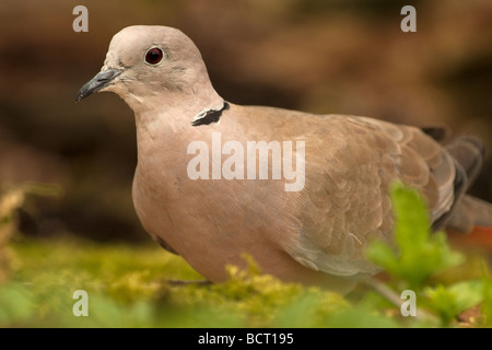 close up of a collared dove feeding on the ground Stock Photo