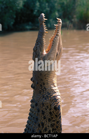 Saltwater Crocodile jumps upward from river surface water walking with tail Stock Photo