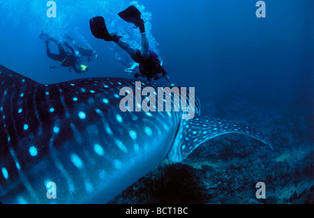 Whale Shark Rhincodon typus West Australia Ningaloo Reef Indian Ocean M R Stock Photo