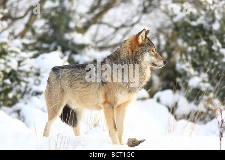 A European Grey Wolf, Canus Lupus appearing through the bushes in the snow with prey at feet Stock Photo