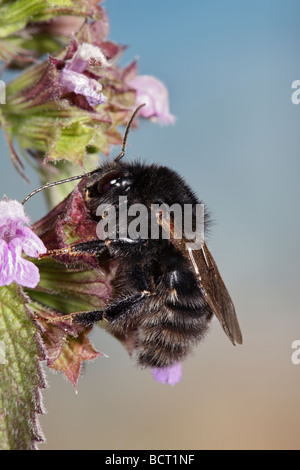 large garden bumblebee Male Bombus ruderatus a UK BAP species Stock Photo