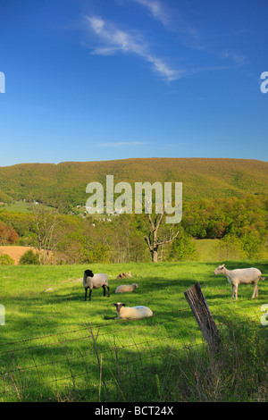 Sheep on farm near Monterey Western Highland County Virginia Stock Photo