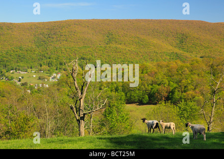 Sheep on farm near Monterey Western Highland County Virginia Stock Photo