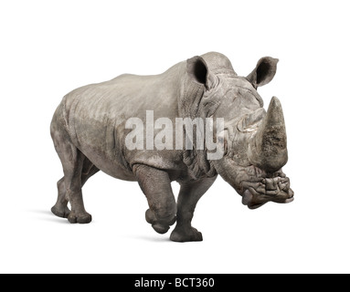 White Rhinoceros or Square lipped rhinoceros, Ceratotherium simum, 10 years old, in front of a white background