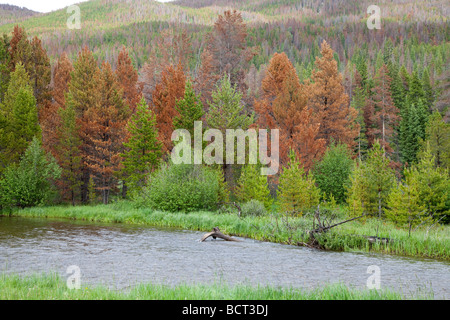 Mountain Pine Beetle Stock Photo - Alamy