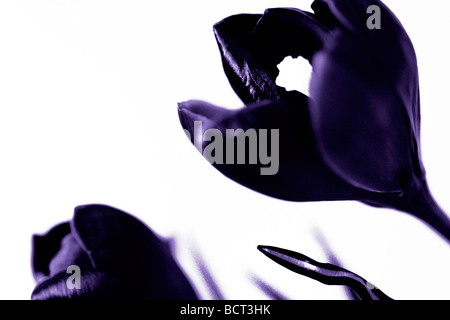 minimal and contemporary image of the classic crocus as duotone fine art photography Jane Ann Butler Photography JABP344 Stock Photo