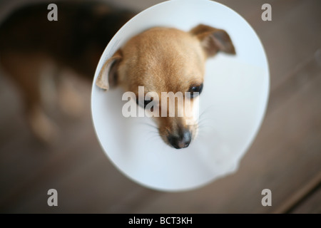Portrait of Chihuahua dog with cone on head Stock Photo