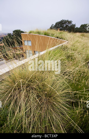 Festuca mairei Atlas Fescue and Pennisetum spatiolatum in grass meadow green roof garden for California home Stock Photo