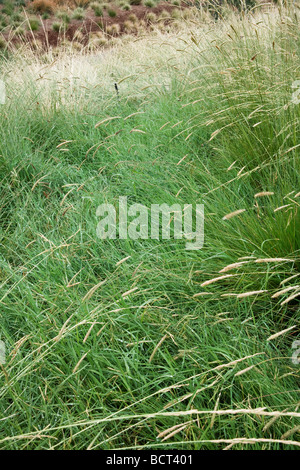 Brachypodium retusum Mediterranean False-brome green groundcover grass w/ flowering Pennisetum spathiolatum in California garden Stock Photo