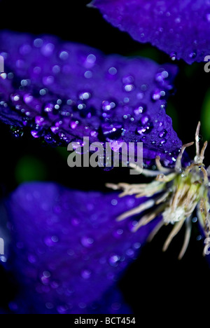 'clematis close up' 'clematis' 'purple flower' Stock Photo