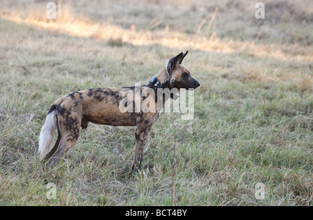 African Painted Hunting Dog, aka African Wild dog,  wild, in the Xakanaxa area of Moremi Game Reserve in Botswana, Africa Stock Photo